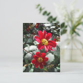 Rot-Rosa-Disy / Gänseblümchen Blume Postkarte (Stehend Vorderseite)