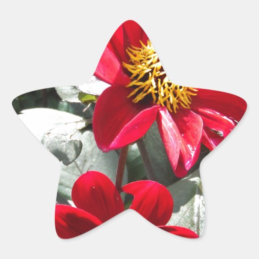 Rot-Rosa-Disy / Gänseblümchen Blume Stern-Aufkleber (Vorderseite)