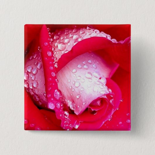 Rot/rosa Tau-Geküsste Rose Button (Vorderseite)