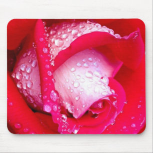 Rot/rosa Tau-Geküsste Rose Mousepad