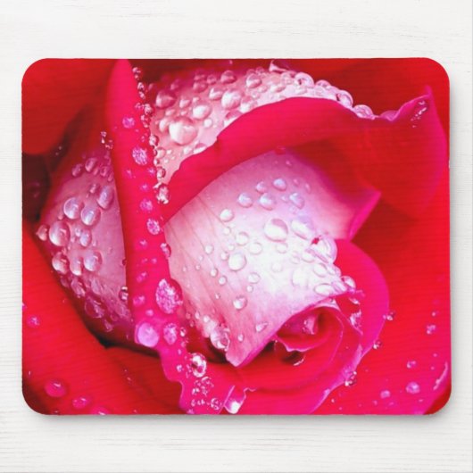 Rot/rosa Tau-Geküsste Rose Mousepad (Vorne)