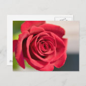 Rot, Rot, Rose Postkarte (Vorne/Hinten)