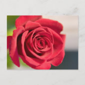 Rot, Rot, Rose Postkarte (Vorderseite)