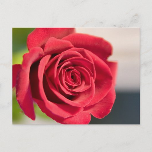Rot, Rot, Rose Postkarte (Vorderseite)