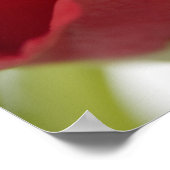 Rot, rote Rose .. Poster (Ecke)