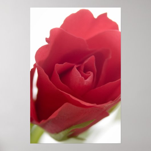 Rot, rote Rose .. Poster (Vorne)