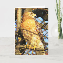 Rot-schuldige Hawk-Grußkarte Karte