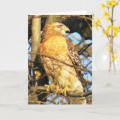 Rot-schuldige Hawk-Grußkarte Karte (Gelbe Blume)