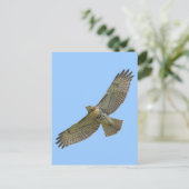 Rot-Schwanz-Aufwärtstrend Postkarte (Stehend Vorderseite)