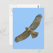 Rot-Schwanz-Aufwärtstrend Postkarte (Vorne/Hinten)