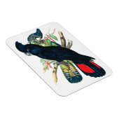 Rot schwänzend, schwarz (banksisch) Kakadu. Magnet (Rechte Seite)