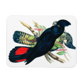 Rot schwänzend, schwarz (banksisch) Kakadu. Magnet (Horizontal)