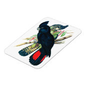 Rot schwänzend, schwarz (banksisch) Kakadu. Magnet (Linke Seite)