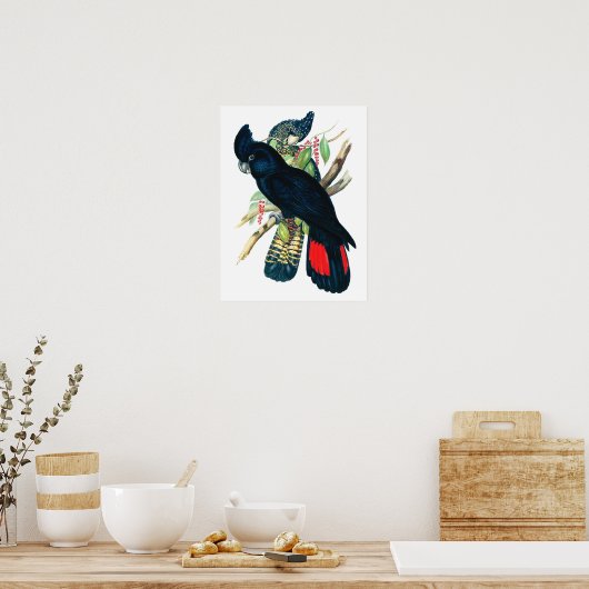 Rot schwänzend, schwarz (banksisch) Kakadu. Poster (Küche)