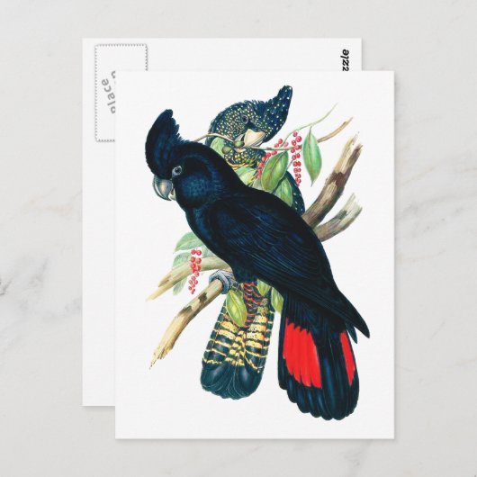 Rot schwänzend, schwarz (banksisch) Kakadu. Postkarte (Vorne/Hinten)