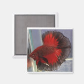 Rot/Schwarzer Schmetterling Halbmond Magnet (Vorderseite/Rückseite)