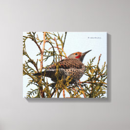 Rot-Shafted Northern Flicker in einem Baum Leinwanddruck