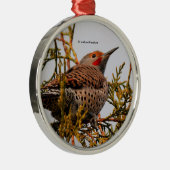 Rot-Shafted Northern Flicker Woodpecker in einem B Silbernes Ornament (Rechts)