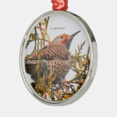 Rot-Shafted Northern Flicker Woodpecker in einem B Silbernes Ornament (Links)