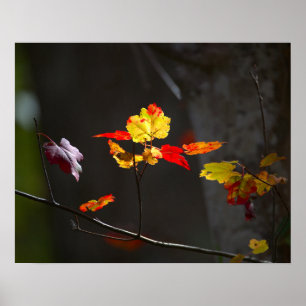 Rot-und Gelb-Blatt Poster
