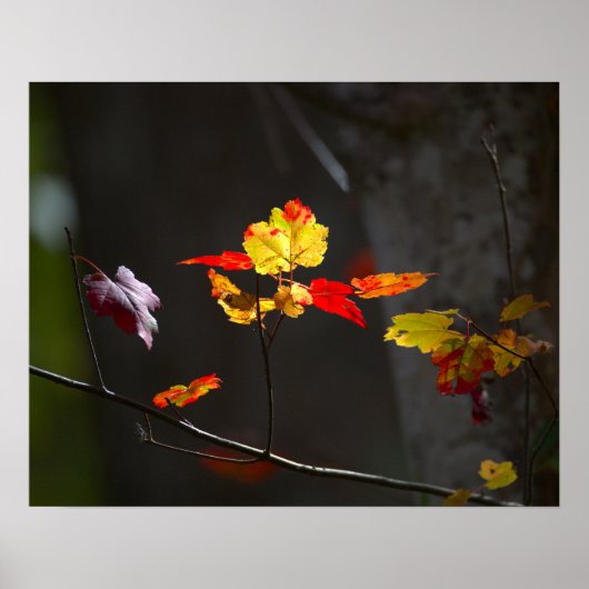 Rot-und Gelb-Blatt Poster (Vorne)
