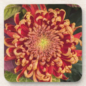 Rot und Gelb Chrysanthemum Floral Getränkeuntersetzer (Vorderseite)