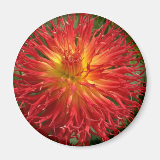 Rot und Gelb Crazy Dahlia mehrere Objekte Magnet