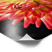Rot und Gelb Dahlia 10x8 Blume Nah Fotodruck (Ecke)