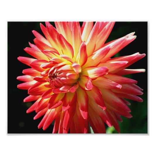 Rot und Gelb Dahlia 10x8 Blume Nah Fotodruck (Vorne)