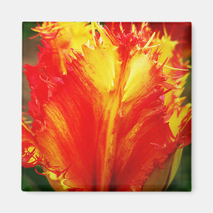 Rot und gelb Nah-oben Curly Tulip Magnet