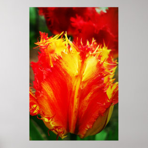 Rot und gelb Nah-oben Curly Tulip Poster