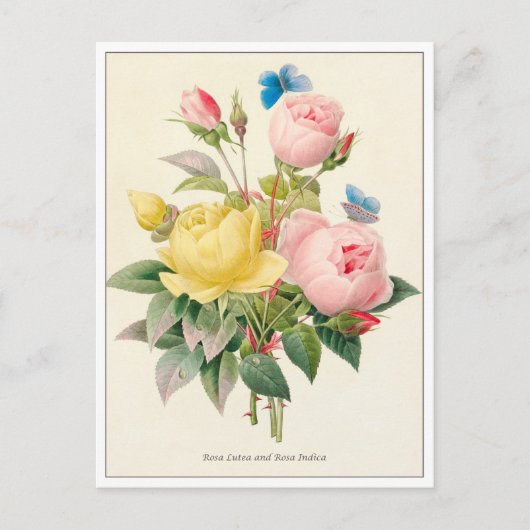 Rot und Gelb Rosen von Pierre Joseph Redoute Postkarte (Vorderseite)