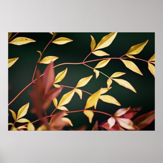 Rot und Gold Poster (Vorne)