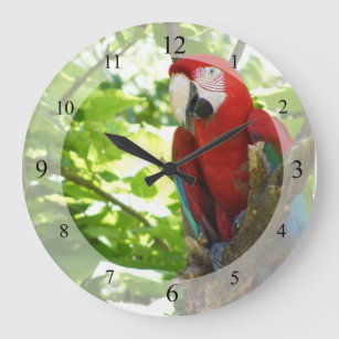 Rot und Goldmacaw-Uhr Große Wanduhr