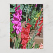 Rot und Rosa Gladiolus Stalks Blume Postkarte (Vorderseite)