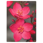 Rot und Rosa tropische Fidschi-Blume Klemmbrett (Rückseite)