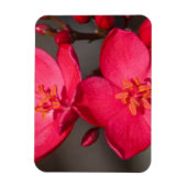 Rot und Rosa tropische Fidschi-Blume Magnet (Vertikal)