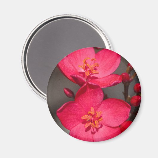 Rot und Rosa tropische Fidschi-Blume Magnet (Vorderseite/Rückseite)