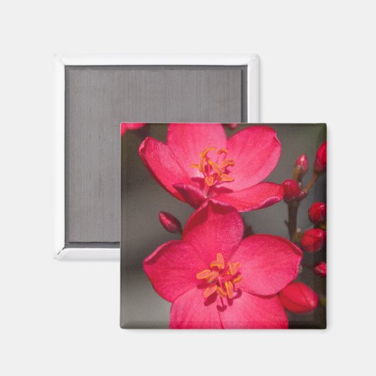 Rot und Rosa tropische Fidschi-Blume Magnet (Vorderseite/Rückseite)