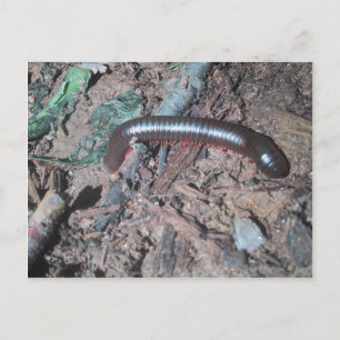 Rot und silber Zentipede auf dem Boden spazieren Postkarte