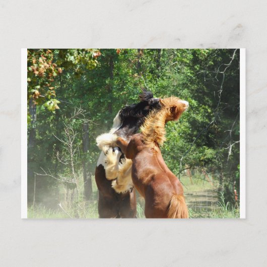 Rot und Tango beim Spielen Postkarte (Vorderseite)