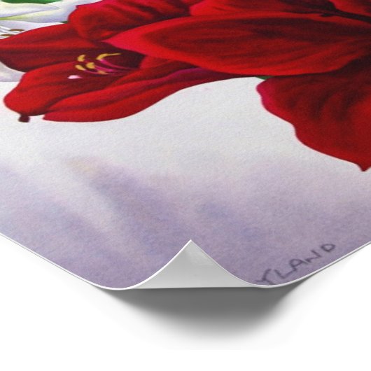 Rot und Weiß Amaryllis 2008 Poster (Ecke)