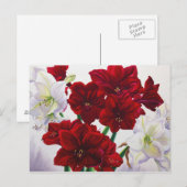 Rot und Weiß Amaryllis 2008 Postkarte (Vorne/Hinten)