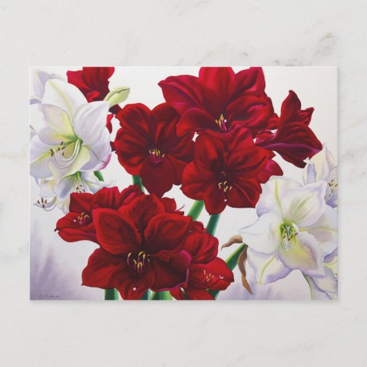 Rot und Weiß Amaryllis 2008 Postkarte (Vorderseite)