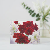 Rot und Weiß Amaryllis 2008 Postkarte (Stehend Vorderseite)