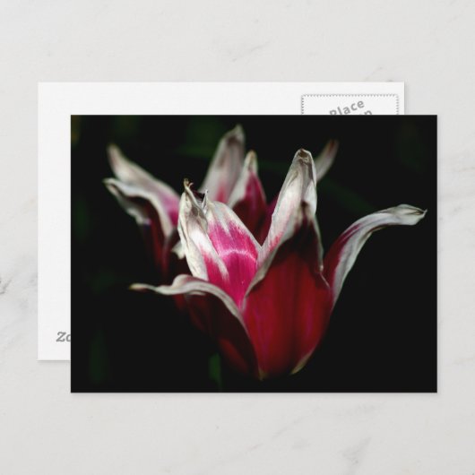 Rot und Weiß auf Schwarz Postkarte (Vorne/Hinten)