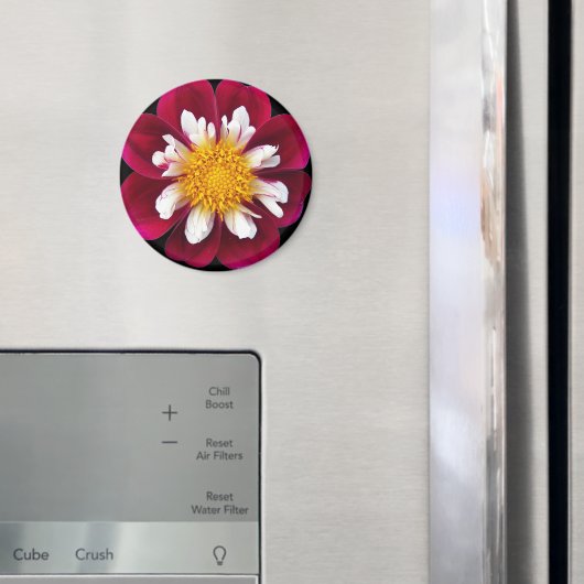 Rot und Weiß Collarette Dahlia Floral Magnet (In Situ (Kühlschrank))