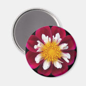 Rot und Weiß Collarette Dahlia Floral Magnet (Vorderseite/Rückseite)