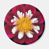 Rot und Weiß Collarette Dahlia Floral Magnet (Vorne)