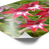 Rot und Weiß Gladiolas Sommer botanisch Fotodruck (Ecke)
